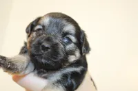 Joan, a female Yorkipoo for sale in Camdenton, MO – Photo 3 of 10