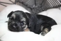 Joan, a female Yorkipoo for sale in Camdenton, MO – Photo 4 of 10