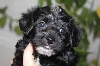 Max, a male Yorkipoo for sale in Richland, MO – 4 of 10