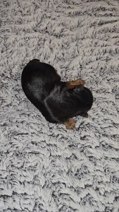Carl, a male Yorkshire Terrier for sale in Richland, MO – 3 of 3
