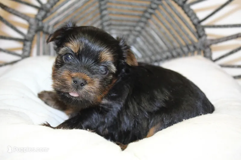 Pamala, a female Yorkshire Terrier for sale in Camdenton, MO – Photo 1 of 2