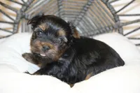 Pamala, a female Yorkshire Terrier for sale in Camdenton, MO – Photo 1 of 2