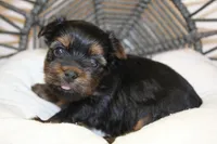 Pamala, a female Yorkshire Terrier for sale in Camdenton, MO – Photo 2 of 2