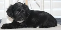 Max, a male Yorkipoo for sale in Richland, MO – 5 of 10