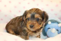 Kindness, a male Yorkshire Terrier for sale in Camdenton, MO – Photo 1 of 10