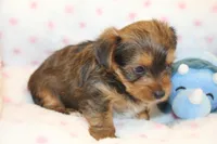 Kindness, a male Yorkshire Terrier for sale in Camdenton, MO – Photo 4 of 10