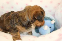 Kindness, a male Yorkshire Terrier for sale in Camdenton, MO – Photo 7 of 10