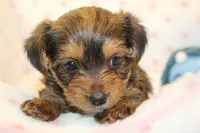 Kindness, a male Yorkshire Terrier for sale in Camdenton, MO – Photo 8 of 10