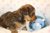 Kindness, a male Yorkshire Terrier for sale in Camdenton, MO – Photo 6 of 10