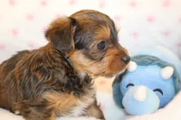 Kindness, a male Yorkshire Terrier for sale in Camdenton, MO – Photo 9 of 10