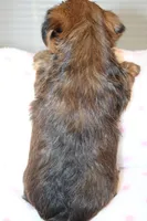 Kindness, a male Yorkshire Terrier for sale in Camdenton, MO – Photo 10 of 10