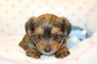 Kindness, a male Yorkshire Terrier for sale in Camdenton, MO – Photo 5 of 10
