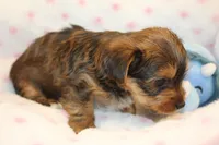 Kindness, a male Yorkshire Terrier for sale in Camdenton, MO – Photo 3 of 10