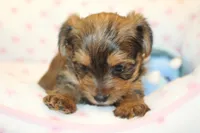 Kindness, a male Yorkshire Terrier for sale in Camdenton, MO – Photo 2 of 10
