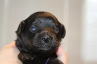 Fearless, a female Yorkipoo for sale in Camdenton, MO – Photo 8 of 10