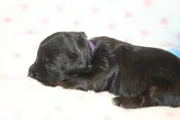 Fearless, a female Yorkipoo for sale in Camdenton, MO – Photo 3 of 10