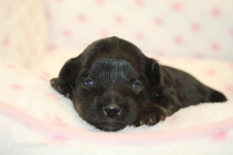 Fearless – Yorkipoo puppy for sale in Camdenton, MO