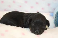 Fearless, a female Yorkipoo for sale in Camdenton, MO – Photo 5 of 10