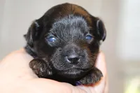 Fearless, a female Yorkipoo for sale in Camdenton, MO – Photo 2 of 10