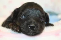 Fearless, a female Yorkipoo for sale in Camdenton, MO – Photo 9 of 10