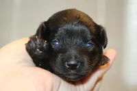 Fearless, a female Yorkipoo for sale in Camdenton, MO – Photo 10 of 10