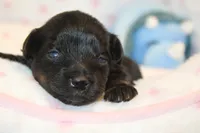 Fearless, a female Yorkipoo for sale in Camdenton, MO – Photo 6 of 10