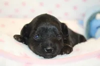 Fearless, a female Yorkipoo for sale in Camdenton, MO – Photo 7 of 10