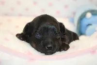 Fearless, a female Yorkipoo for sale in Camdenton, MO – Photo 4 of 10