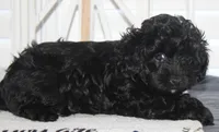 Cooper, a male Yorkipoo for sale in Richland, MO – 9 of 10