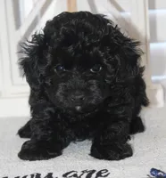Cooper, a male Yorkipoo for sale in Richland, MO – 5 of 10