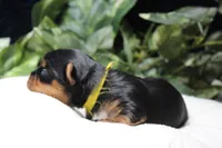 Woodstock, a male Yorkshire Terrier for sale in Camdenton, MO – Photo 8 of 8