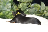 Woodstock, a male Yorkshire Terrier for sale in Camdenton, MO – Photo 7 of 8