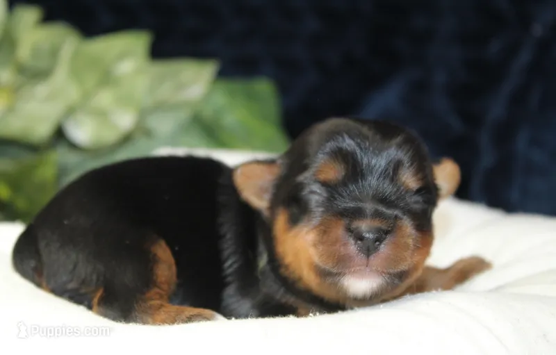 Woodstock, a male Yorkshire Terrier for sale in Camdenton, MO – Photo 1 of 8