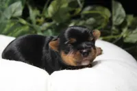 Woodstock, a male Yorkshire Terrier for sale in Camdenton, MO – Photo 5 of 8