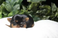 Woodstock, a male Yorkshire Terrier for sale in Camdenton, MO – Photo 4 of 8