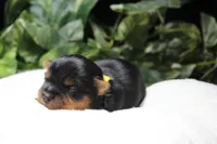 Woodstock, a male Yorkshire Terrier for sale in Camdenton, MO – Photo 6 of 8