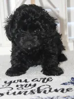 Cooper, a male Yorkipoo for sale in Richland, MO – 3 of 10