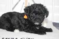 Chloe, a female Yorkipoo for sale in Richland, MO – 10 of 10