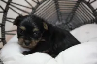 Roxy, a female Yorkshire Terrier for sale in Camdenton, MO – Photo 10 of 10