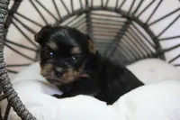 Roxy, a female Yorkshire Terrier for sale in Camdenton, MO – Photo 6 of 10