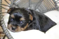 Roxy, a female Yorkshire Terrier for sale in Camdenton, MO – Photo 7 of 10