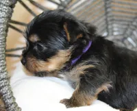 Roxy, a female Yorkshire Terrier for sale in Camdenton, MO – Photo 3 of 10