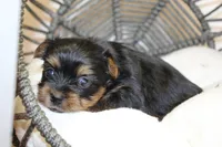 Roxy, a female Yorkshire Terrier for sale in Camdenton, MO – Photo 1 of 10