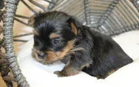 Roxy, a female Yorkshire Terrier for sale in Camdenton, MO – Photo 2 of 10