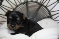 Roxy, a female Yorkshire Terrier for sale in Camdenton, MO – Photo 4 of 10