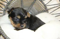 Roxy, a female Yorkshire Terrier for sale in Camdenton, MO – Photo 9 of 10