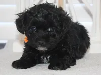 Chloe, a female Yorkipoo for sale in Richland, MO – 7 of 10