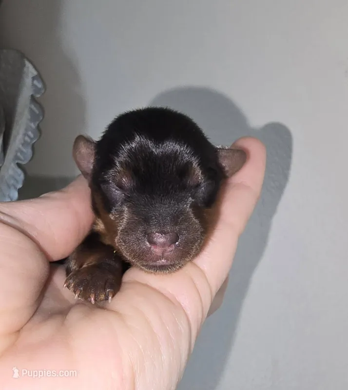 Noble – Yorkshire Terrier puppy for sale in Camdenton, MO