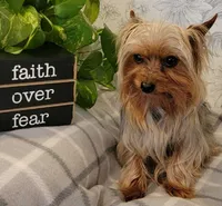 Upcoming Litter!, a  Yorkipoo for sale in Richland, MO – 3 of 4