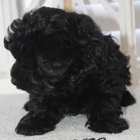 Cooper, a male Yorkipoo for sale in Richland, MO – 4 of 10